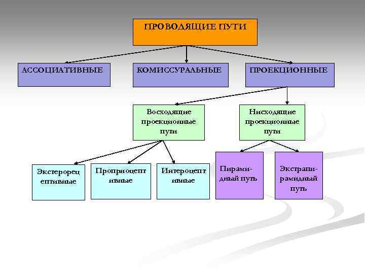 ПРОВОДЯЩИЕ ПУТИ АССОЦИАТИВНЫЕ КОМИССУРАЛЬНЫЕ Восходящие проекционные пути Экстерорец ептивные Проприоцепт ивные Интероцепт ивные ПРОЕКЦИОННЫЕ