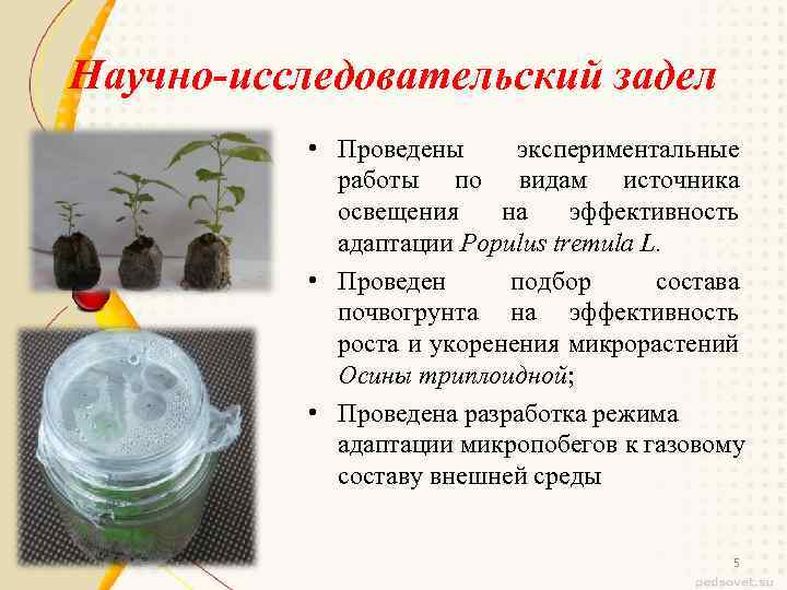 Научно-исследовательский задел • Проведены экспериментальные работы по видам источника освещения на эффективность адаптации Populus