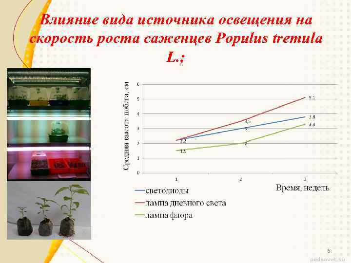 Влияние вида источника освещения на скорость роста саженцев Populus tremula L. ; 6 