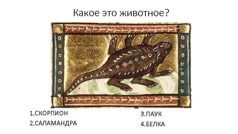 Какое это животное? 1. СКОРПИОН 2. САЛАМАНДРА 3. ПАУК 4. БЕЛКА 