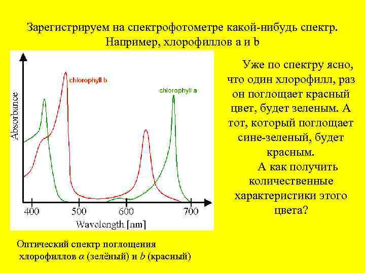 Зарегистрируем на спектрофотометре какой-нибудь спектр. Например, хлорофиллов a и b Уже по спектру ясно,