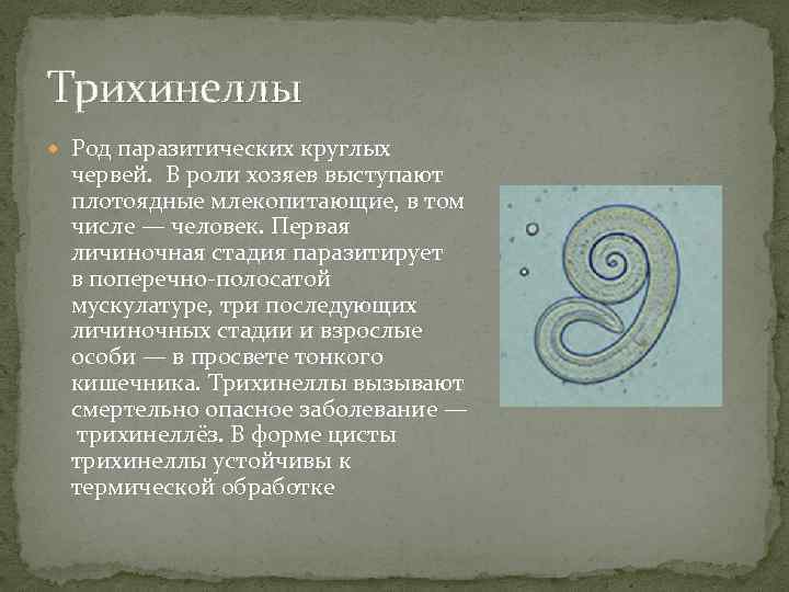 Трихинеллы Род паразитических круглых червей. В роли хозяев выступают плотоядные млекопитающие, в том числе