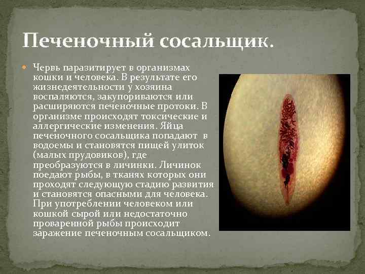 Печеночный сосальщик. Червь паразитирует в организмах кошки и человека. В результате его жизнедеятельности у