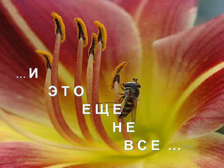 …И ЭТО ЕЩЕ НЕ ВСЕ … 