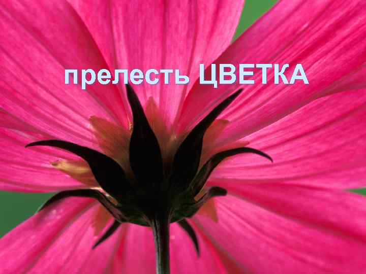 прелесть ЦВЕТКА 