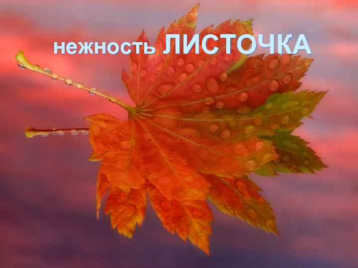 нежность ЛИСТОЧКА 