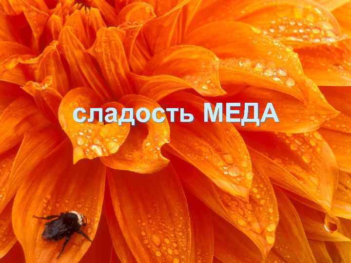 сладость МЕДА 