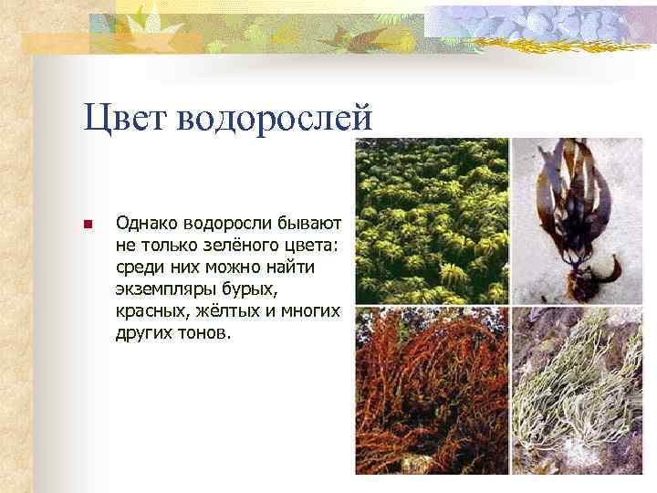 Цвет водорослей n Однако водоросли бывают не только зелёного цвета: среди них можно найти