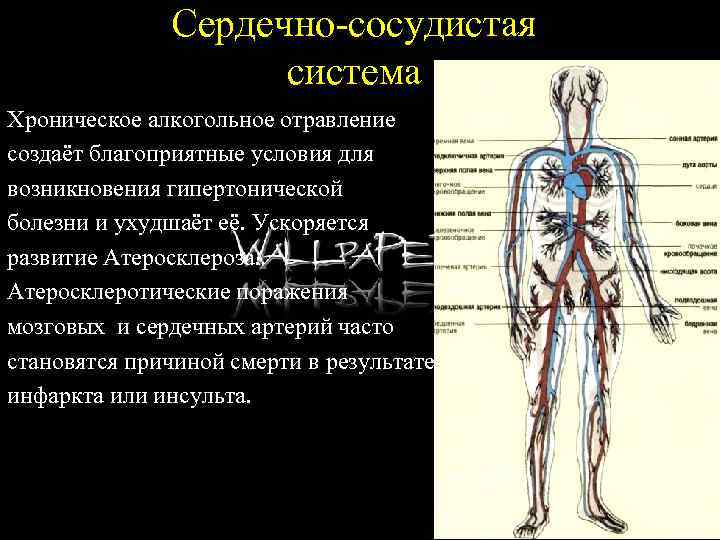 Сердечно-сосудистая система Хроническое алкогольное отравление создаёт благоприятные условия для возникновения гипертонической болезни и ухудшаёт