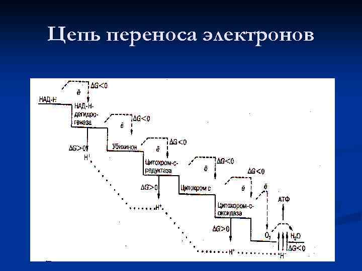 Цепь переноса электронов 