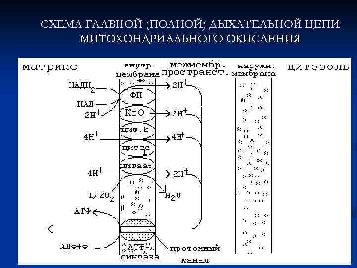 Схема полной цепи митохондриального окисления