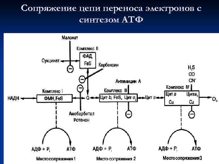 Биологическое окисление биохимия схема