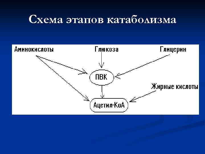 Схема этапов катаболизма 