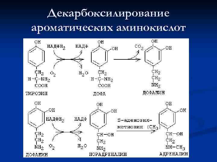 Схема метаболизма ароматических аминокислот