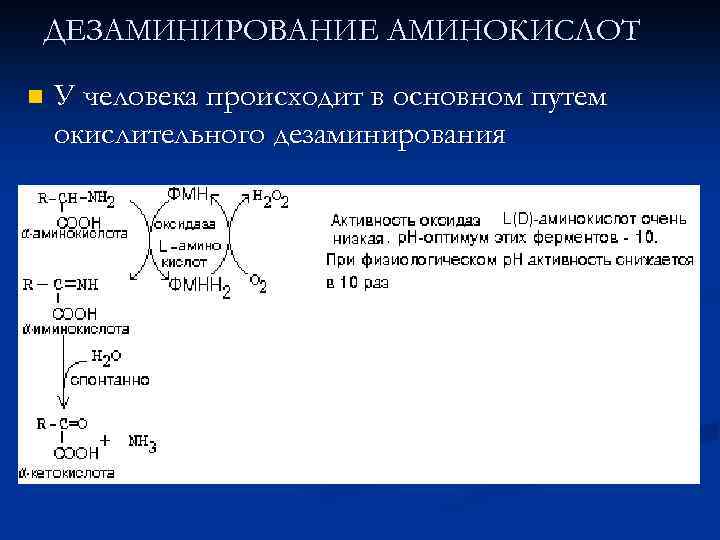 ДЕЗАМИНИРОВАНИЕ АМИНОКИСЛОТ n У человека происходит в основном путем окислительного дезаминирования 