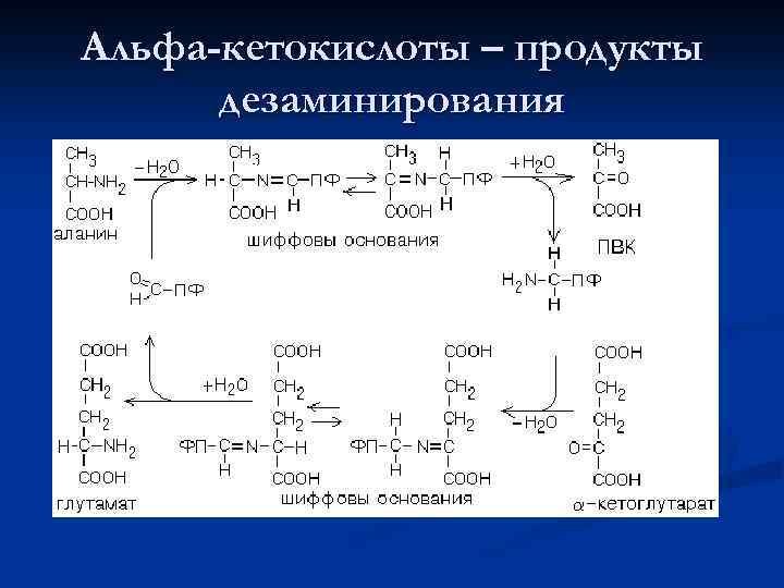Альфа-кетокислоты – продукты дезаминирования 