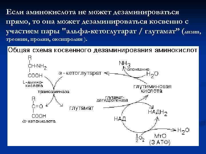 Если аминокислота не может дезаминироваться прямо, то она может дезаминироваться косвенно с участием пары