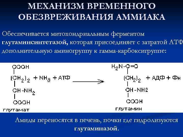 Временное обезвреживание аммиака виды