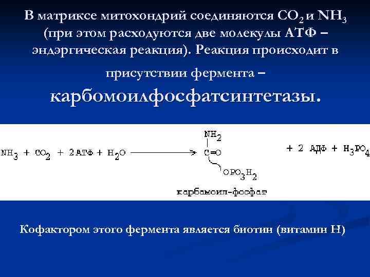 В матриксе митохондрий соединяются СО 2 и NH 3 (при этом расходуются две молекулы
