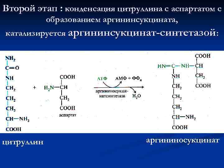 Второй этап : конденсация цитруллина с аспартатом с образованием аргининсукцината, катализируется аргининсукцинат-синтетазой: цитруллин аргининосукцинат