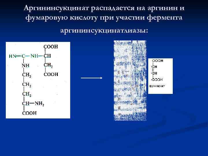 Аргининсукцинат распадается на аргинин и фумаровую кислоту при участии фермента аргининсукцинатлиазы: 