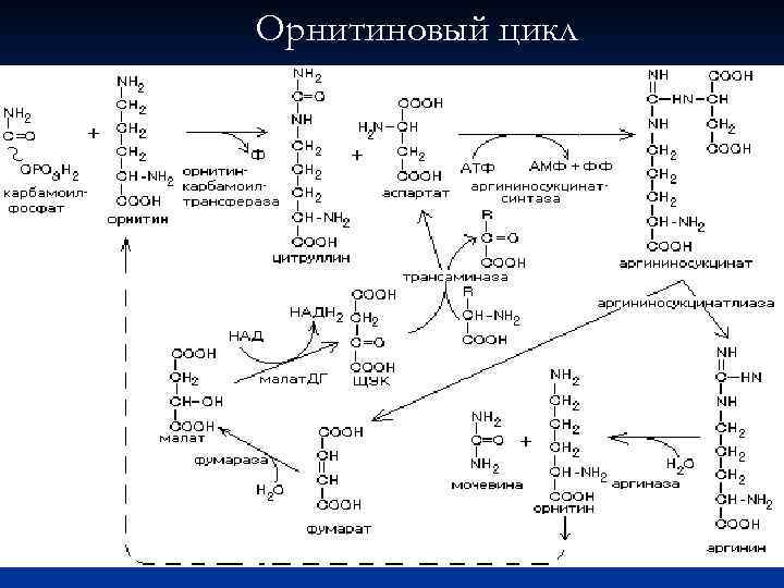 Орнитиновый цикл Ленинджер. Реакции орнитинового цикла биохимия. Схема орнитинового цикла Кребса-Гензелейта. Орнитиновый цикл 5 реакций. Орнитиновый цикл реакции