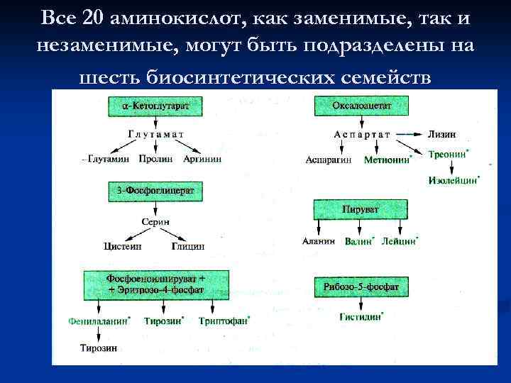 Все 20 аминокислот, как заменимые, так и незаменимые, могут быть подразделены на шесть биосинтетических