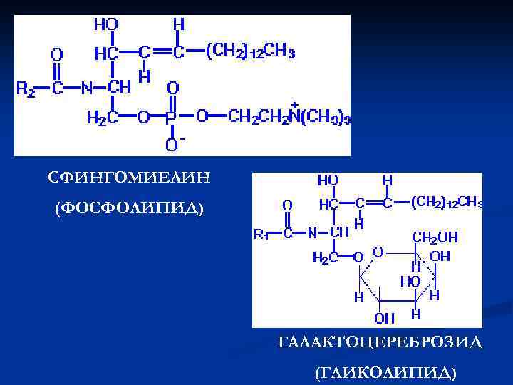 СФИНГОМИЕЛИН (ФОСФОЛИПИД) ГАЛАКТОЦЕРЕБРОЗИД (ГЛИКОЛИПИД) 