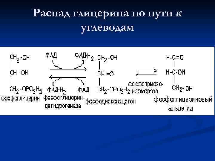 Липиды образуются из глицерина