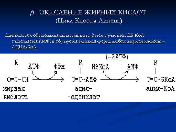 Бета окисление масляной кислоты схема и описание