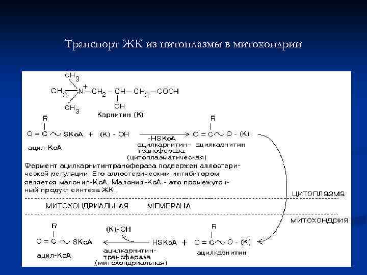 Транспорт ЖК из цитоплазмы в митохондрии 
