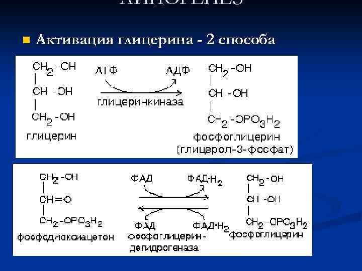 ЛИПОГЕНЕЗ n Активация глицерина - 2 способа 