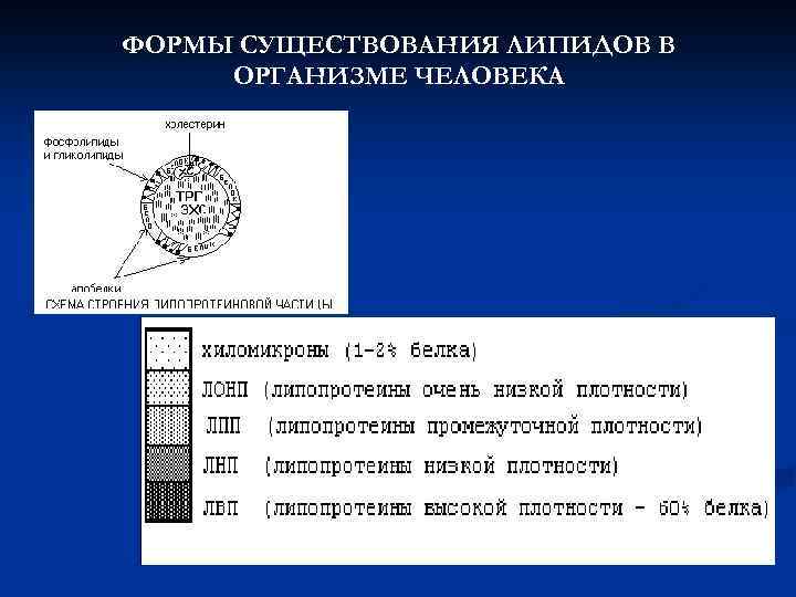 ФОРМЫ СУЩЕСТВОВАНИЯ ЛИПИДОВ В ОРГАНИЗМЕ ЧЕЛОВЕКА 
