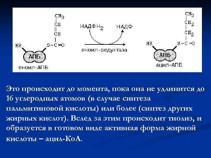 Это происходит до момента, пока она не удлинится до 16 углеродных атомов (в случае