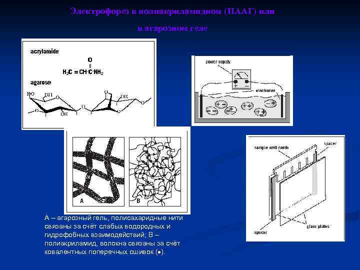 Электрофорез в полиакриламидном (ПААГ) или в агарозном геле А – агарозный гель, полисахаридные нити