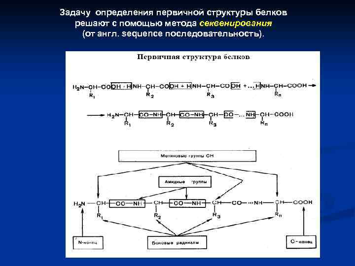 Методы определения первичной структуры белка