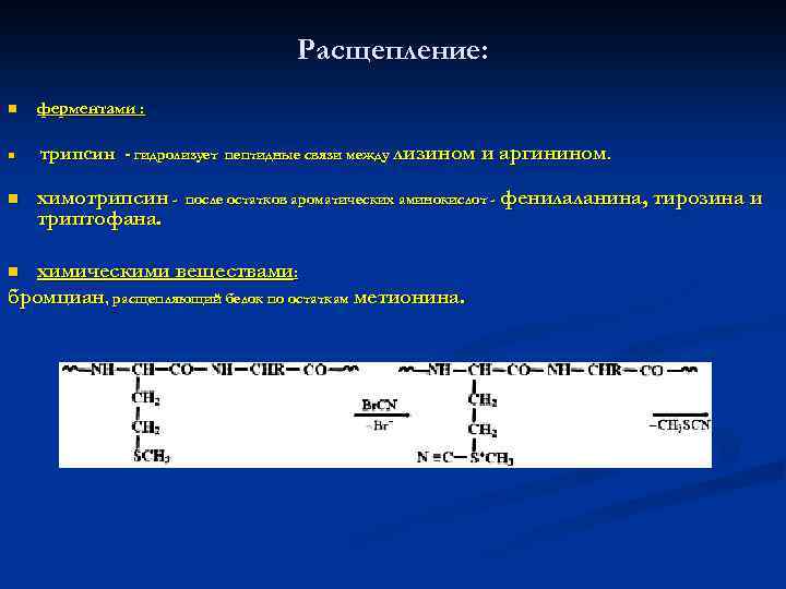 Расщепление: n n n ферментами : трипсин - гидролизует химотрипсин триптофана. пептидные связи между