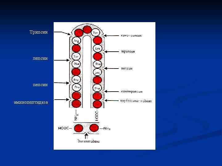 Трипсин пепсин аминопептидаза 