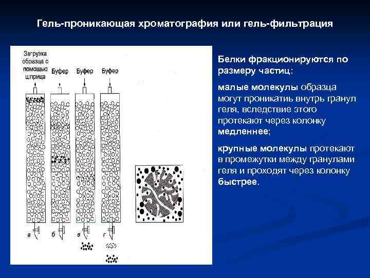 Гель-проникающая хроматография или гель-фильтрация Белки фракционируются по размеру частиц: малые молекулы образца могут проникатиь