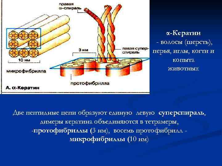α-Кератин - волосы (шерсть), перья, иглы, когти и копыта животных Две пептидные цепи образуют