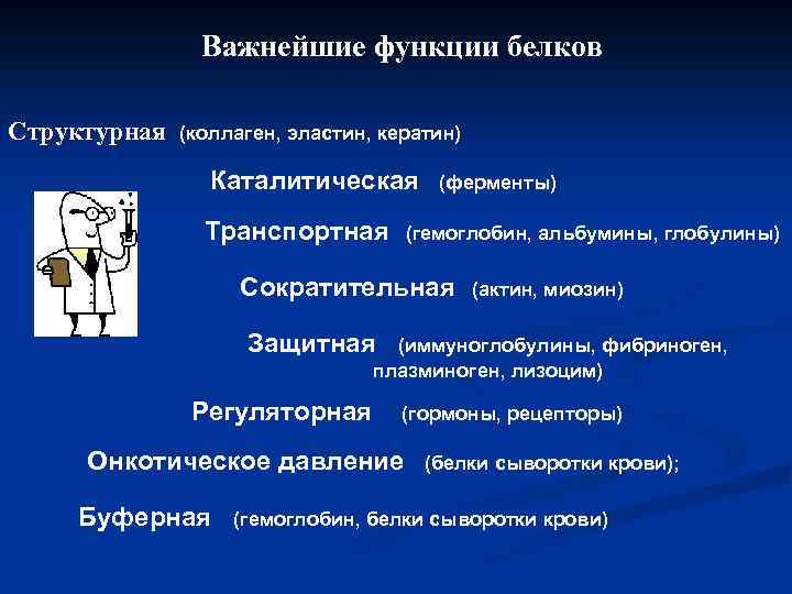 Важнейшие функции белков Структурная (коллаген, эластин, кератин) Каталитическая (ферменты) Транспортная (гемоглобин, альбумины, глобулины) Сократительная