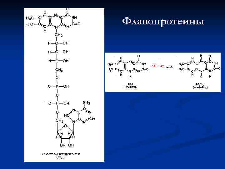 Флавопротеины 