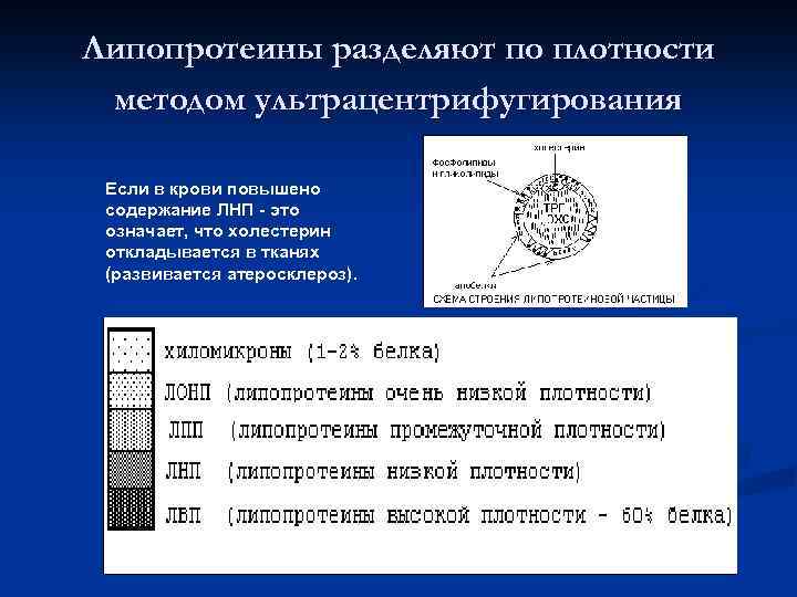 Липопротеины разделяют по плотности методом ультрацентрифугирования Если в крови повышено содержание ЛНП - это