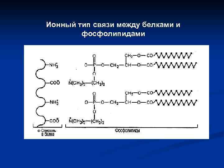 Ионный тип связи между белками и фосфолипидами 