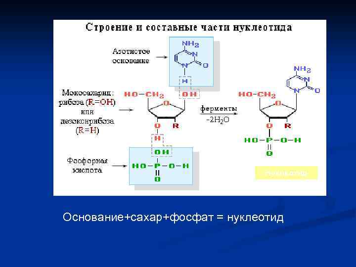 Нуклеотид Основание+сахар+фосфат = нуклеотид 