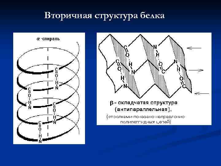 Вторичная структура белка 