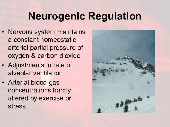 Neurogenic Regulation • Nervous system maintains a constant homeostatic arterial partial pressure of oxygen