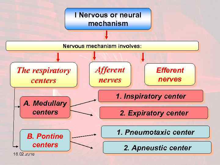 I Nervous or neural mechanism Nervous mechanism involves: The respiratory centers A. Medullary centers