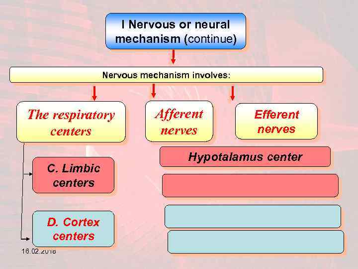 I Nervous or neural mechanism (continue) Nervous mechanism involves: The respiratory centers C. Limbic