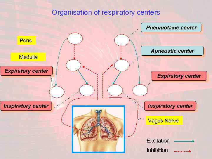 Organisation of respiratory centers Pneumotaxic center Pons Apneustic center Medulla Expiratory center Inspiratory center